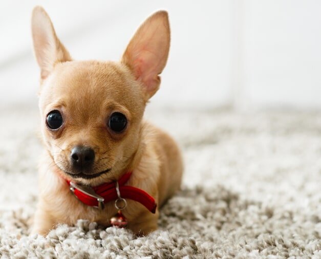 Small Puppy Sitting on a Tile Floor